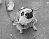 preview bw