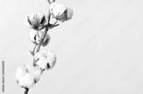 preview bw