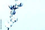 preview cold