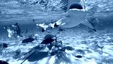 preview cold