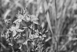 preview bw