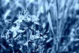 preview cold