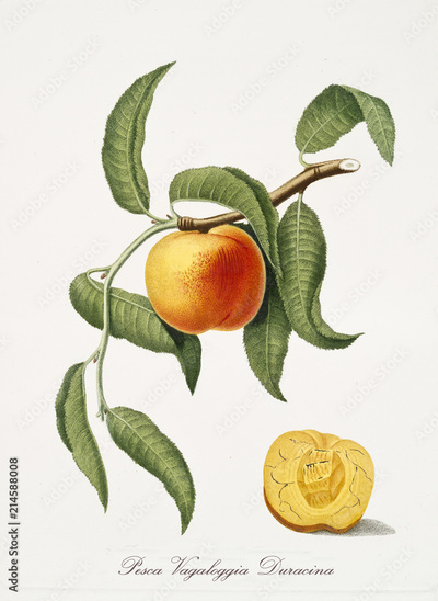 image to crop