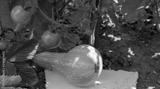 preview bw