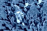 preview cold