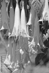 preview bw
