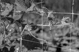 preview bw