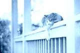 preview cold