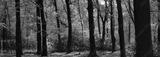preview bw