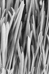 preview bw