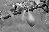 preview bw