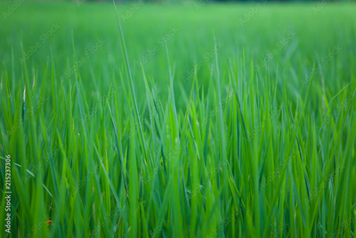 image to crop