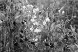 preview bw
