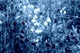 preview cold