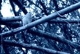 preview cold