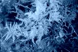 preview cold
