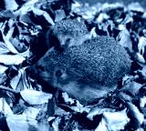 preview cold