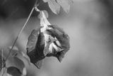 preview bw