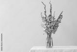 preview bw