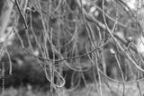 preview bw