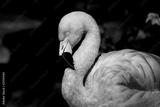 preview bw