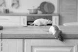 preview bw