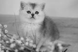 preview bw
