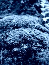preview cold
