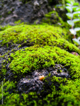 preview original