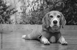 preview bw