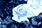 preview cold