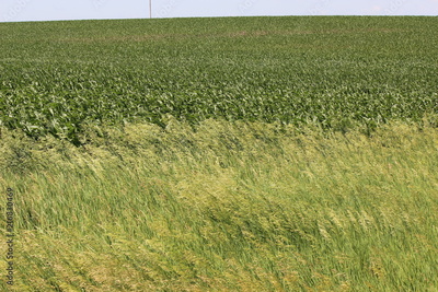 image to crop