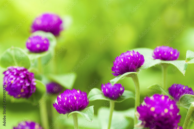 image to crop