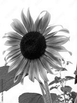 preview bw