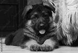 preview bw