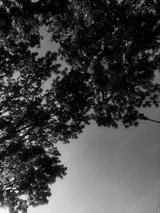 preview bw