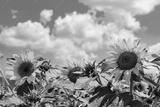 preview bw