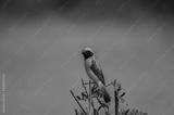 preview bw