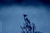 preview cold