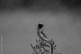 preview bw