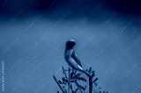 preview cold