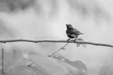 preview bw