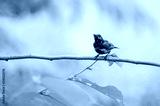 preview cold