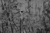 preview bw