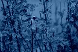 preview cold