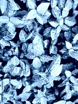 preview cold