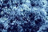 preview cold