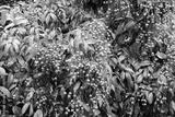 preview bw