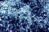 preview cold