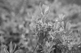 preview bw